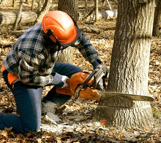 Tree Removal in Atomic City, ID